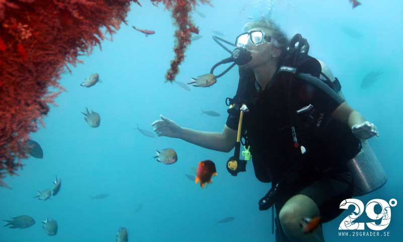 Christine Ericson dyker bland fiskar och korallrev på Bali