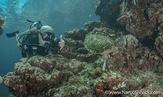 Patrik Enlund dyker med en sköldpadda