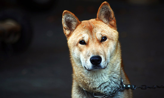 En söt beigefärgad hund med upprättstående öron som tittar in i kameran