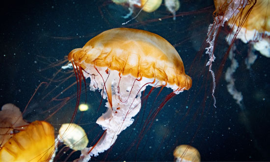 Gul-vita maneter i ett mörkblått hav