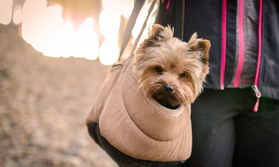 Huvudet på en hund sticker upp ur en väska som bärs av ägaren. De ska på resa.