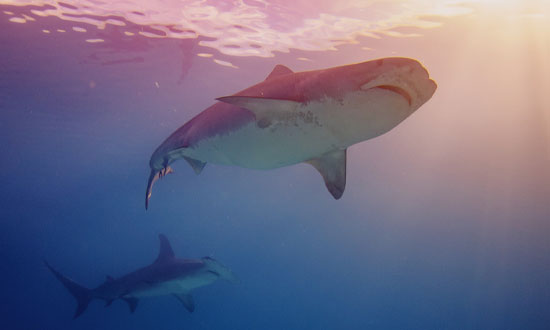 En stor haj som simmar i öppet hav
