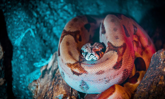 En fin orm som ligger på en sten